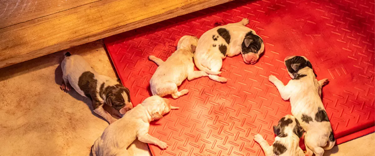 What Is the Safest Heating Mat for Pets?