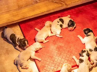 What Is the Safest Heating Mat for Pets?