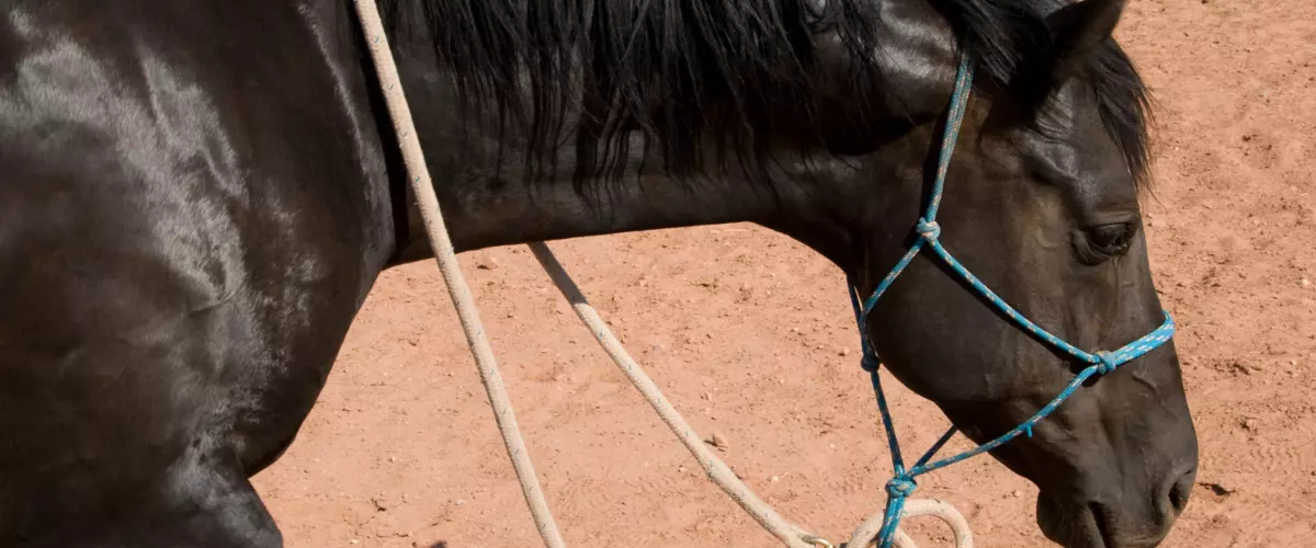 How do I choose the right size halter for my ho...
