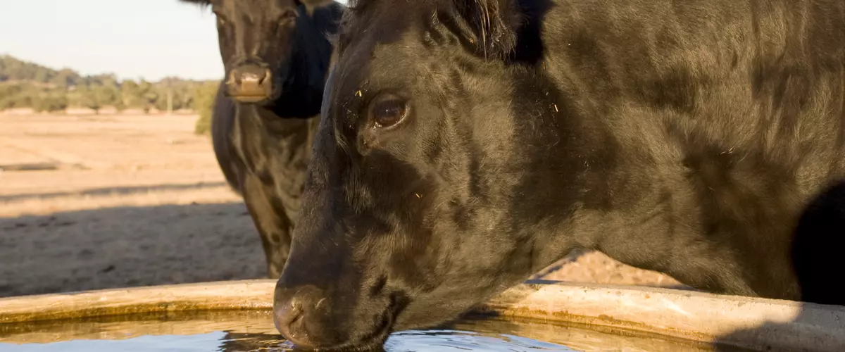 What are the Best Stock Tank Heaters?