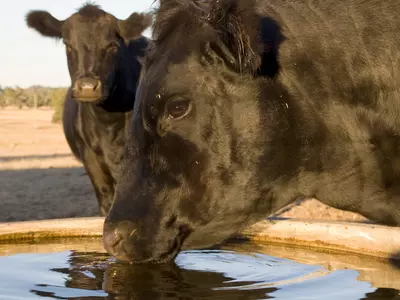 What are the Best Stock Tank Heaters?