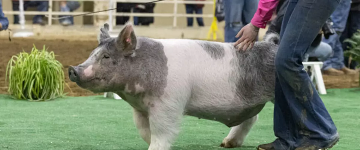 How to Show a Pig
