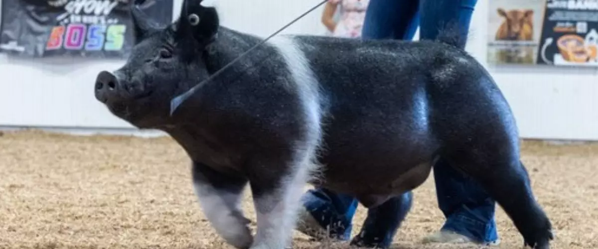 Where to Find Show Supplies for Pigs