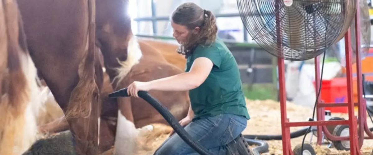 How Do I Use a Blower on Show Cattle?