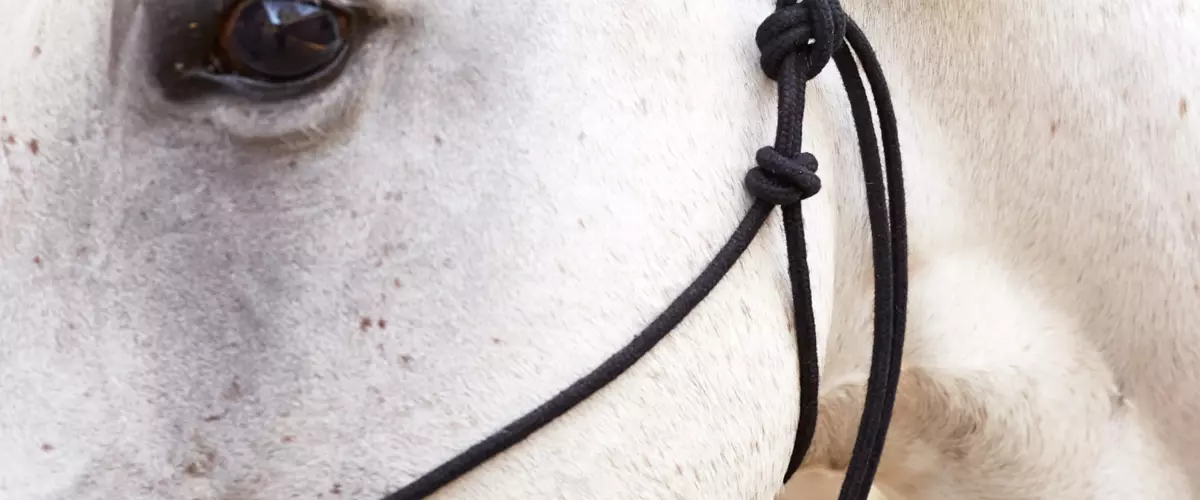 How do I properly fit a halter to ensure comfor...