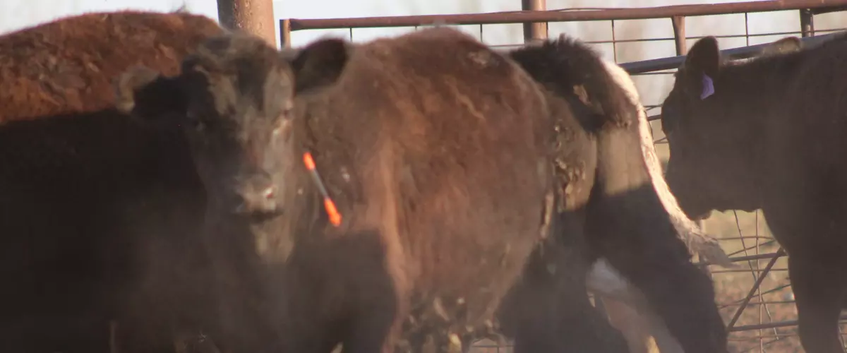 Will Clear Dart Work with Other Brands?