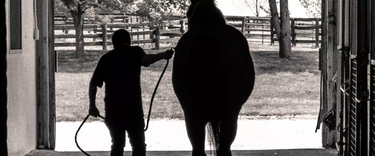 How do I safely lead a horse with a rope or lea...