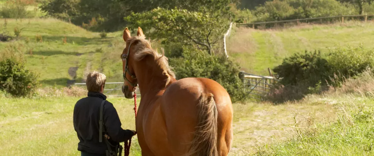 Are rope halters better than nylon halters for ...