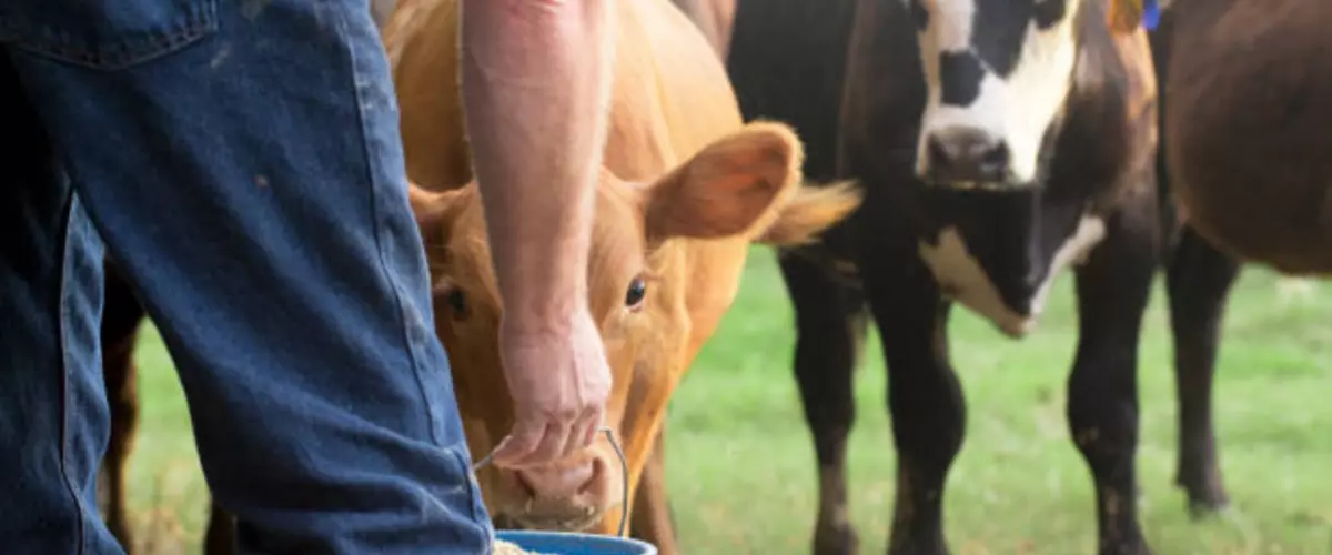 Top Benefits of Colostrx: A Rancher’s Guide