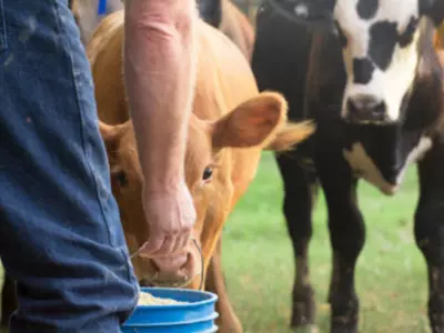Top Benefits of Colostrx: A Rancher’s Guide
