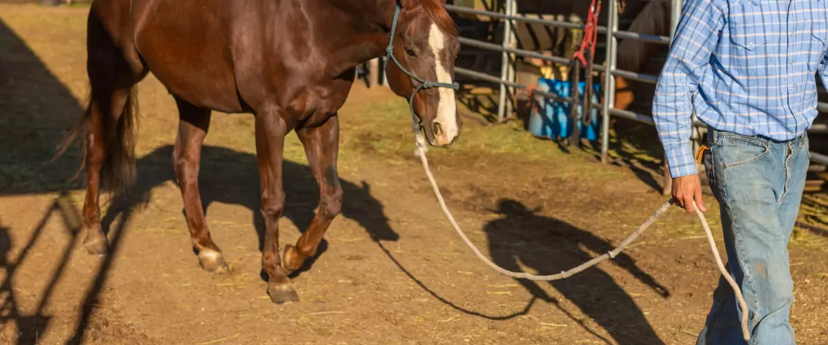 How do I prevent my horse from slipping out of ...
