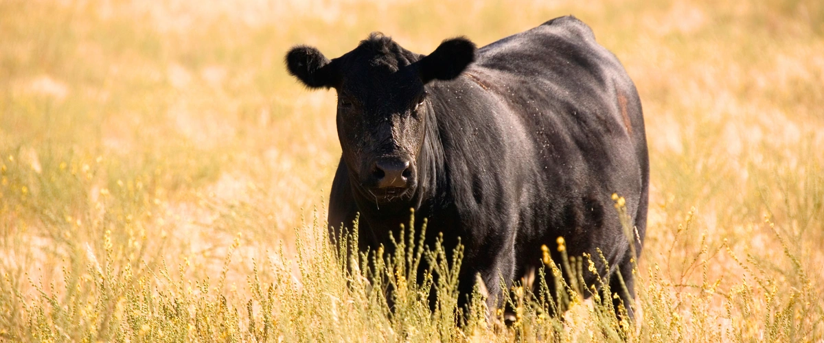 How New World Screwworm Could Impact the U.S. C...