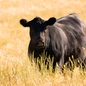 How New World Screwworm Could Impact the U.S. C...