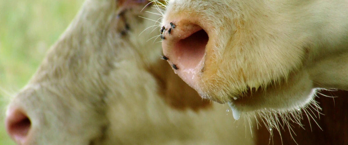 How to Help Prevent New World Screwworm in Catt...