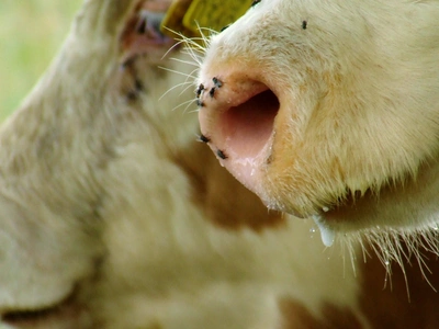 How to Help Prevent New World Screwworm in Catt...