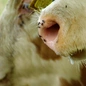 How to Help Prevent New World Screwworm in Catt...