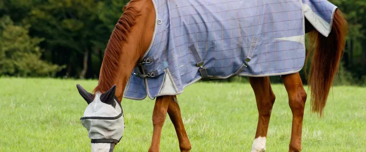 What type of fly sheet is best for my horse?