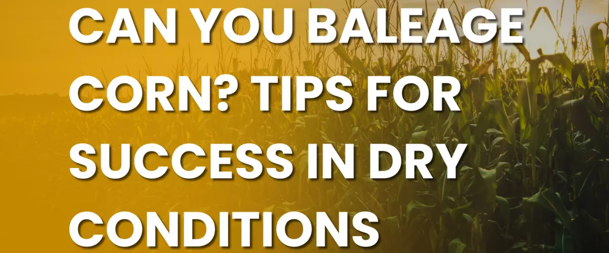 Can You Baleage Corn? Tips for Success in Dry C...