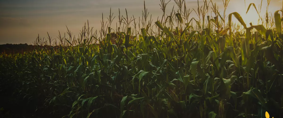 Can You Baleage Corn? Tips for Success in Dry C...