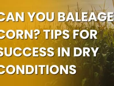 Can You Baleage Corn? Tips for Success in Dry C...