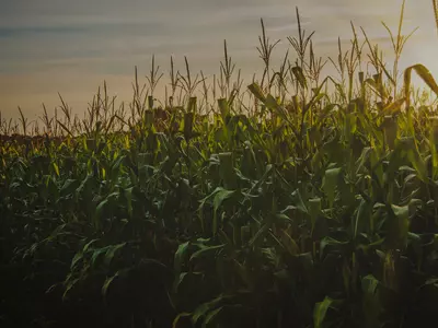 Can You Baleage Corn? Tips for Success in Dry C...