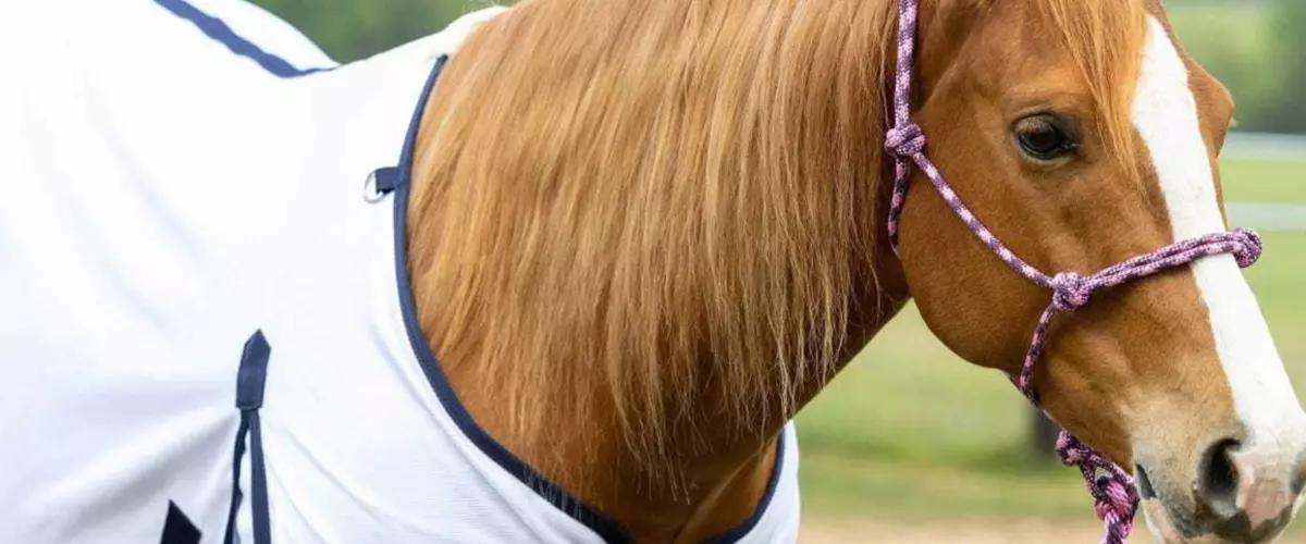 Do fly sheets help prevent sweet itch in horses?
