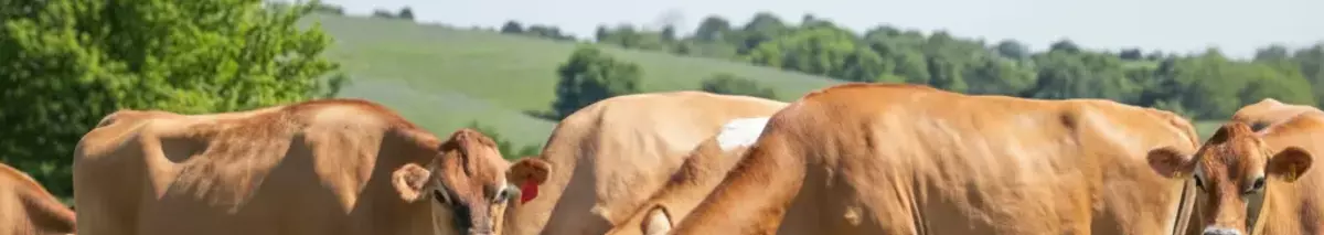 Behlen Country. Built to Last.  advertisement