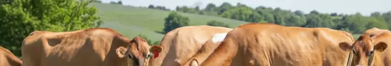 Behlen Country. Built to Last.  advertisement