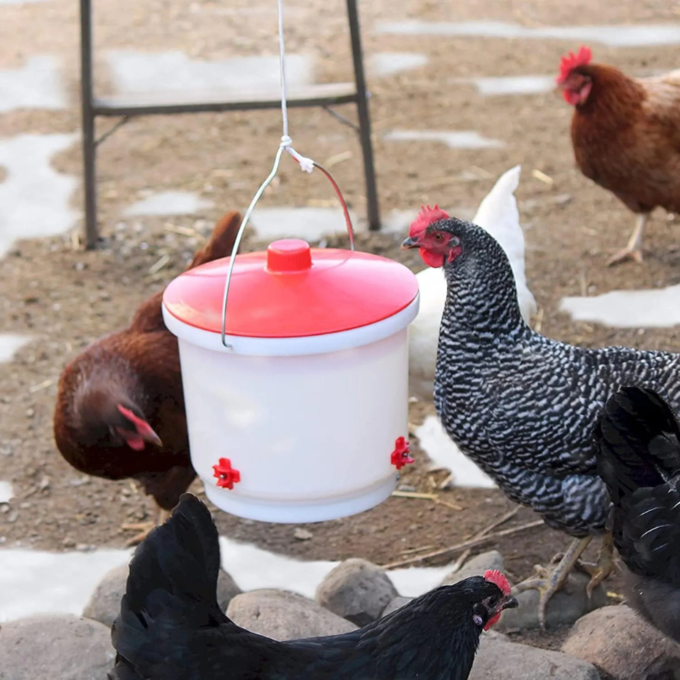 Farm Innovators 2 Gallon Heated Poultry Drinker with 60W Thermostatic Heater | Freeze-Free Water for Chickens
