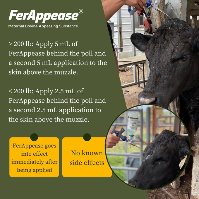 FerAppease Maternal Bovine® Appeasing Substance 1L & Adjustable Dose Pour-On Applicator | Ultimate Cattle Stress Relief Solution