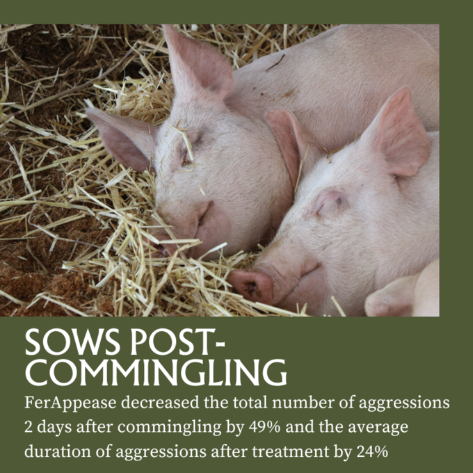 FerAppease Swine Maternal Swine Appeasing Substance 1 Gallon