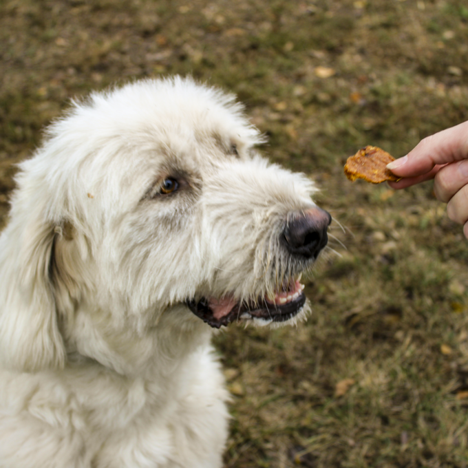 Purposeful Pup Duck Jerky Dog Treats – 8oz | All-Natural, Single Ingredient
