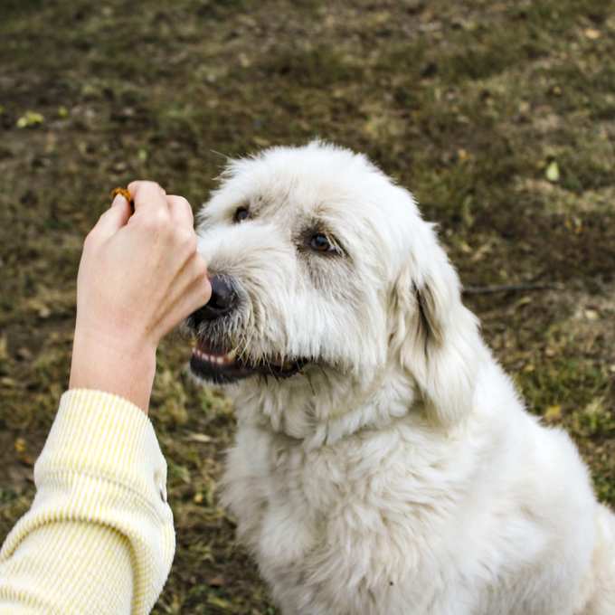 Purposeful Pup Duck Bites – 8oz | All-Natural, Single Ingredient Dog Treats | Grain-Free, High-Protein
